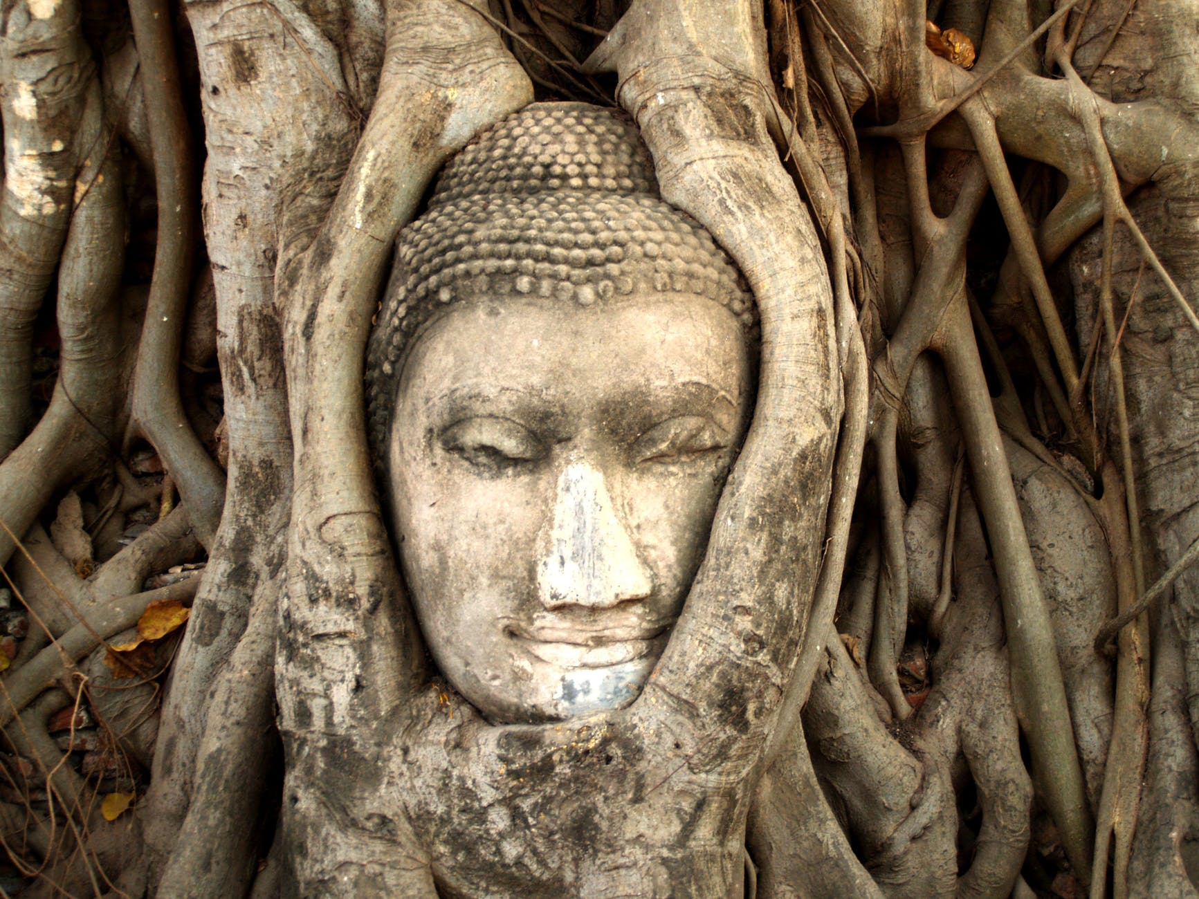 Introduction to Animism & Why Modern Society Should Practice It - Unbounded Wisdom Introduction to Animism & Why Modern Society Should Practice It - Unbounded Wisdom
