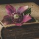 Top 25 Insightful Verses From the Book of Sirach