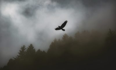 Top 25 Unforgettable Quotes from The Untethered Soul by Michael Singer